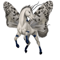 cheval de selle arabe bai cerise