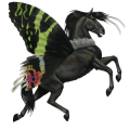 cheval de selle arabe alezan