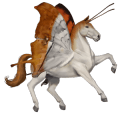poney fjord brunblakk