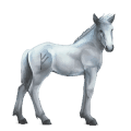 cheval divin greyfell   1