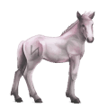 cheval divin greyfell   6
