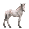 cheval divin greyfell   7