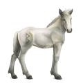 cheval divin greyfell   8