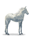 cheval de l'eau nuage