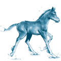 cheval de l'eau océan