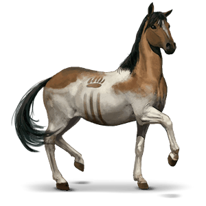 cheval sauvage chincoteague
