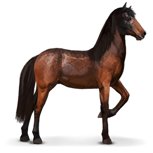 cheval sauvage garrano