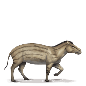 cheval préhistorique hyracotherium
