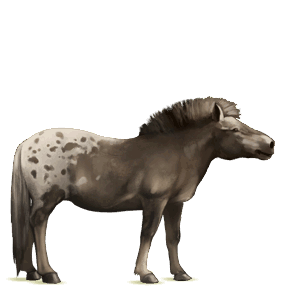 cheval de selle arabe gris truité