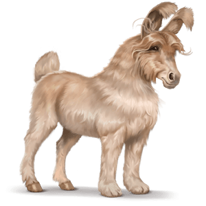 cheval sauvage angora anglais
