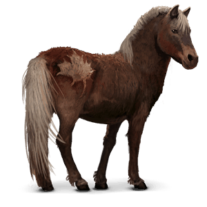 cheval sauvage poney de l'île de sable