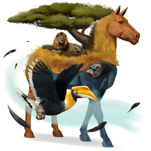 cheval de selle marwari bai brûlé