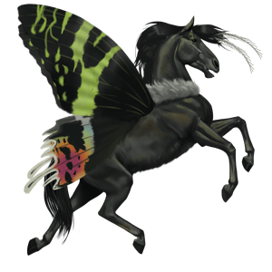 cheval de selle arabe gris clair