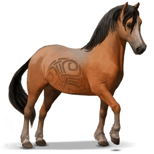 cheval sauvage welsh mountain