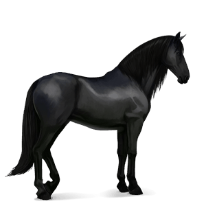 cheval de selle knabstrup noir
