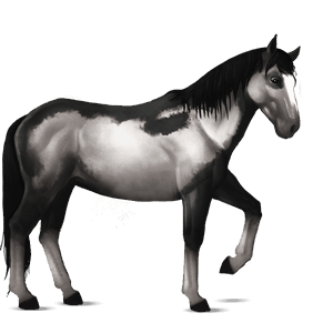 cheval de selle hanovrien gris clair