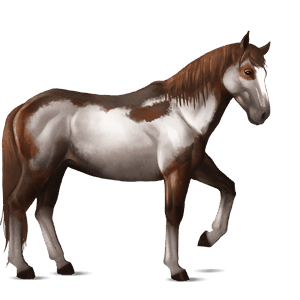 cheval de selle nokota pie alezan overo