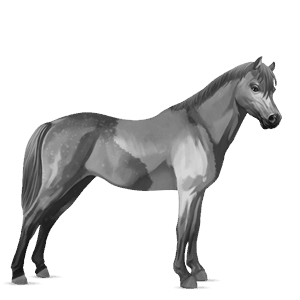 poney kerry bog noir