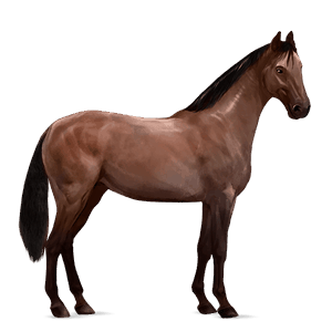 cheval de selle palomino palomino