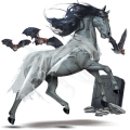 cheval nomade dame blanche