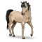 [img=https://gaia.equideow.com/media/equideo/image/chevaux/special/60/adulte/amira.png]