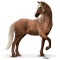 [img=https://gaia.equideow.com/media/equideo/image/chevaux/special/60/adulte/brumby.png]