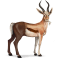 [img=https://gaia.equideow.com/media/equideo/image/chevaux/special/60/adulte/chimerique-gazelle.png]