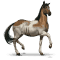 [img=https://gaia.equideow.com/media/equideo/image/chevaux/special/60/adulte/chincoteague.png]