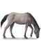 [img=https://gaia.equideow.com/media/equideo/image/chevaux/special/60/adulte/dulmen.png]