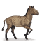 [img=https://gaia.equideow.com/media/equideo/image/chevaux/special/60/adulte/hipparion.png]