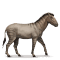 [img=https://gaia.equideow.com/media/equideo/image/chevaux/special/60/adulte/hippidion.png]