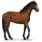 [img=https://gaia.equideow.com/media/equideo/image/chevaux/special/60/adulte/kundudo.png]