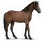 [img=https://gaia.equideow.com/media/equideo/image/chevaux/special/60/adulte/namibie.png]
