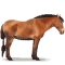 [img=https://gaia.equideow.com/media/equideo/image/chevaux/special/60/adulte/nangchen.png]