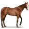 [img=https://gaia.equideow.com/media/equideo/image/chevaux/special/60/adulte/shackleford.png]