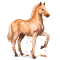 [img=https://gaia.equideow.com/media/equideo/image/chevaux/special/60/adulte/topaze.png]