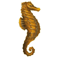 hippocampe.png?Pkomauia8794a