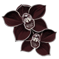 https://gaia.equideow.com/media/equideo/image/produits/200/orchidee-noire_v1828806360.png