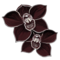 orchidée noire